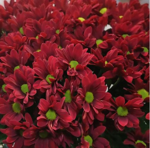 Chrysantemum Bacardi 5 Flower delivery