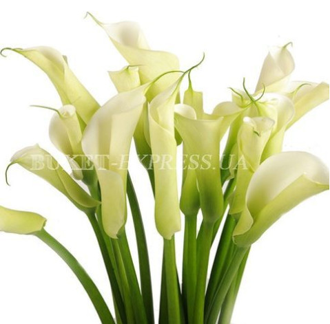 Калли 2 доставка квітів