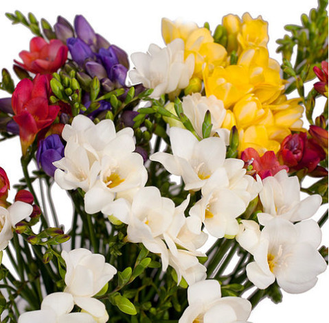 Freesia 2 Flower delivery