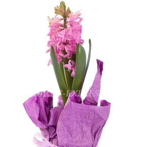 Hyacinth in a pot 1 Flower delivery