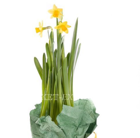 Daffodil in a pot 1 Flower delivery