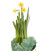 Daffodil in a pot 1 Flower delivery foreshortening