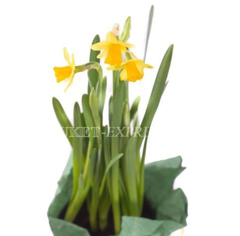 Daffodil in a pot 3 Flower delivery