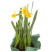 Daffodil in a pot 3 Flower delivery foreshortening