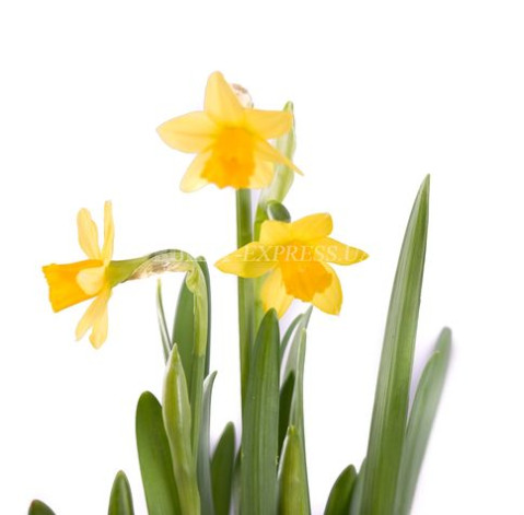 Daffodil in a pot 2 Flower delivery