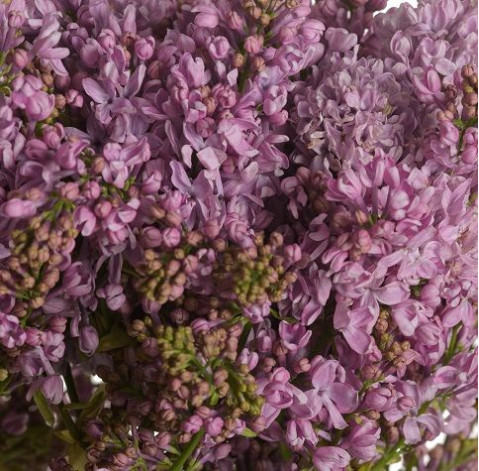 Бузок фіолетовий 2 доставка квітів