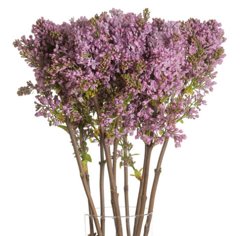 Бузок фіолетовий 1 доставка квітів