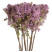 Бузок фіолетовий доставка квітів ракурс Бузок фіолетовий 1 доставка квітів ракурс