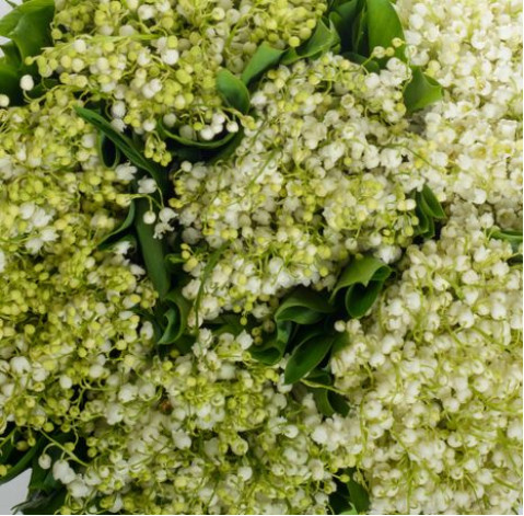 Lily of the valley 3 Flower delivery