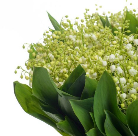Lily of the valley 2 Flower delivery