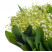 Lily of the valley 2 Flower delivery foreshortening