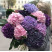 Гортензія доставка квітів ракурс Гортензія 2 доставка квітів ракурс