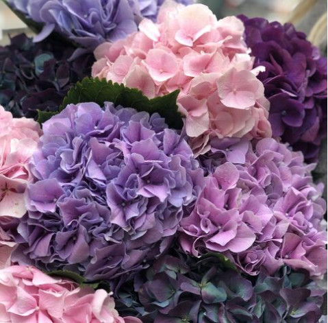 Гортензія 3 доставка квітів