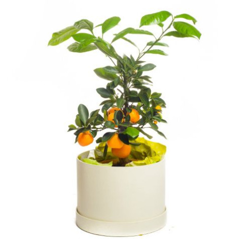 Мандаринове дерево 2 доставка квітів