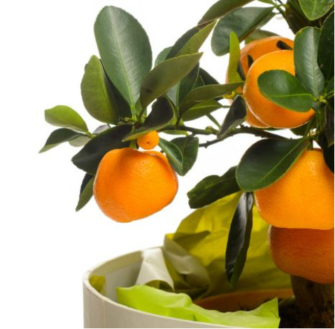 Mandarin tree 1 Flower delivery