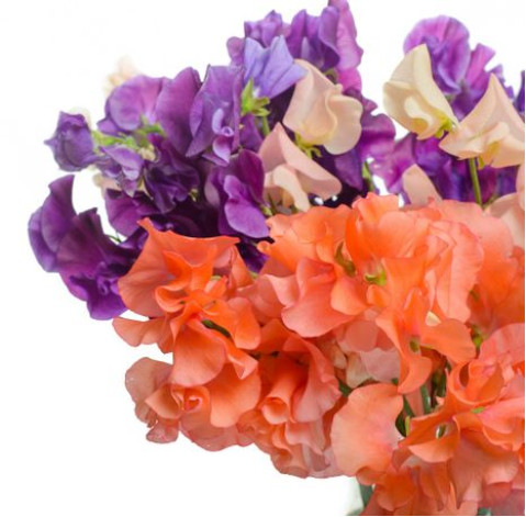 Sweet peas 3 Flower delivery