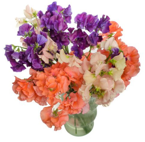 Sweet peas 1 Flower delivery