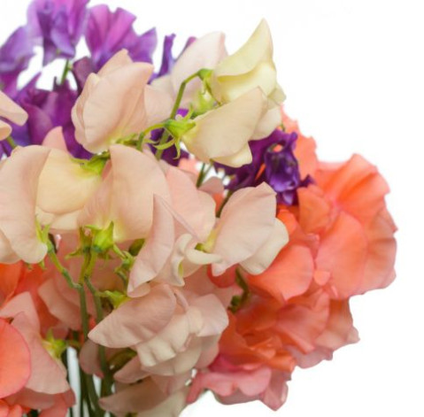 Sweet peas 2 Flower delivery