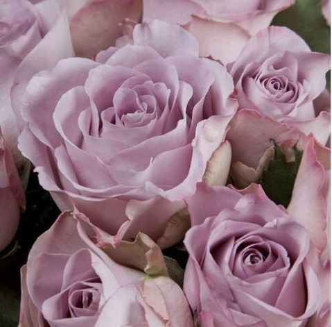 Троянда Меморі Лейн 3 доставка квітів