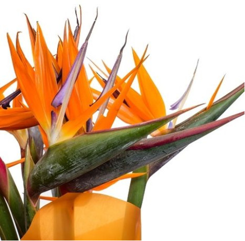 Strelitzia 1 Flower delivery