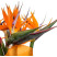 Strelitzia 1 Flower delivery foreshortening