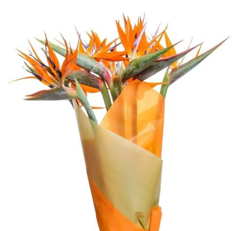 Strelitzia 2 Flower delivery