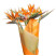 Strelitzia 2 Flower delivery foreshortening