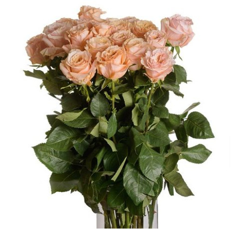 Rose Shimmer 2 Flower delivery