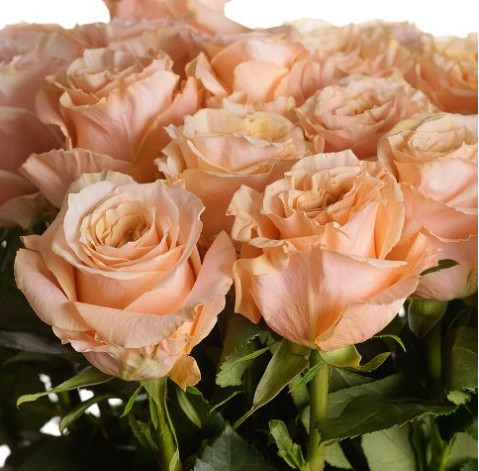 Rose Shimmer 1 Flower delivery