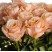 Rose Shimmer 1 Flower delivery foreshortening