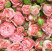 Spray rose Madame Bombastic 3 Flower delivery foreshortening