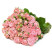Spray rose Madame Bombastic 2 Flower delivery foreshortening