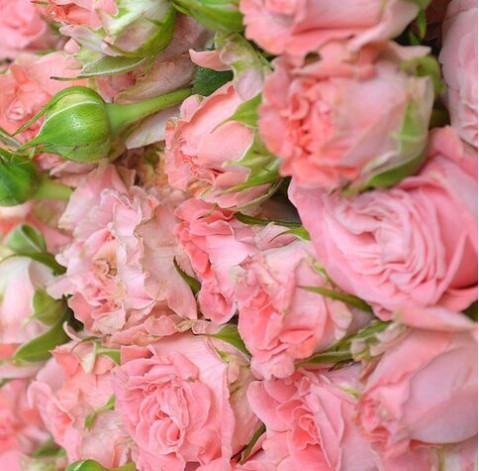 Spray rose Madame Bombastic 4 Flower delivery