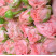 Spray rose Madame Bombastic 4 Flower delivery foreshortening
