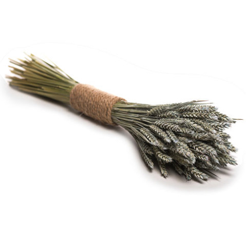 tritikum (spikelets of wheat) 1 Flower delivery