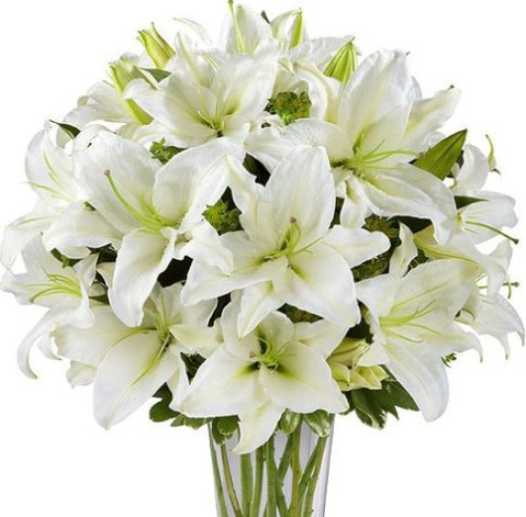 Лілія доставка квітів Лілія 3 доставка квітів