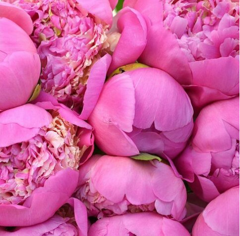 Pink Peonies Holland 2 Flower delivery