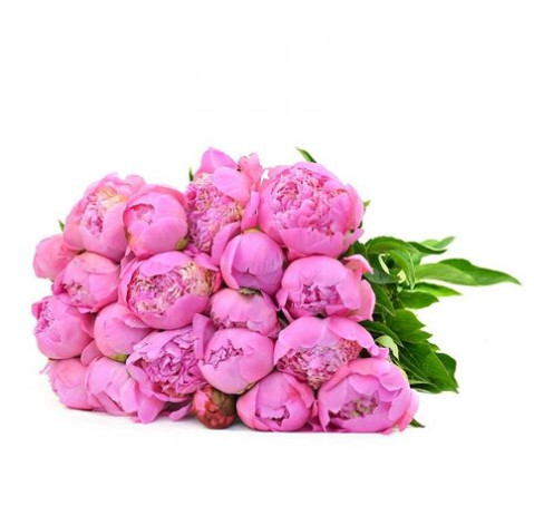 Pink Peonies Holland 1 Flower delivery
