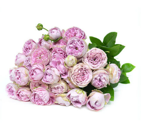 Роза Блоссом Баблз 2 доставка цветов