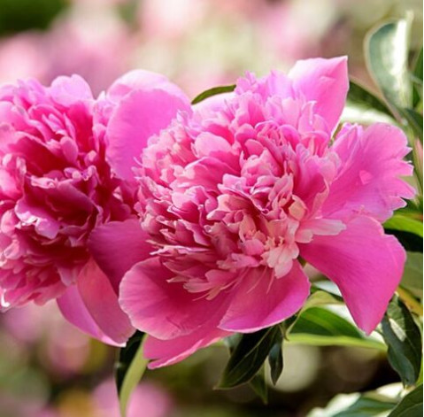 Пион Украина 3 доставка цветов