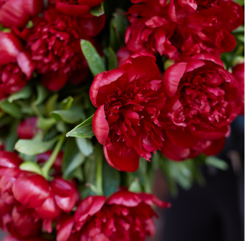 Пион Украина 2 доставка цветов