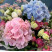 Flower composition Hydrangea Tenderness Flower delivery foreshortening Flower composition Hydrangea Tenderness 3 Flower delivery foreshortening