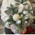 New Year's composition Silver Flower delivery foreshortening New Year's composition Silver 1 Flower delivery foreshortening