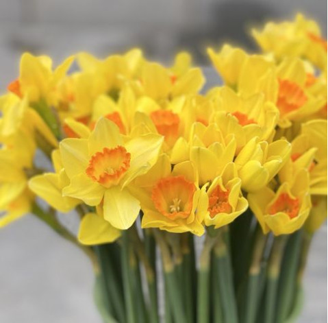 Narcissus 1 Flower delivery