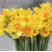 Нарциссы доставка цветов ракурс Нарциссы 1 доставка цветов ракурс