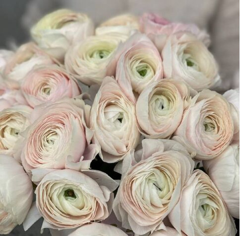 Букет 27 Ранункулюсів Ханой 2 доставка квітів