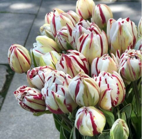 Tulips Carnaval de Nice 3 Flower delivery