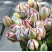 Tulips Carnaval de Nice Flower delivery foreshortening Tulips Carnaval de Nice 3 Flower delivery foreshortening