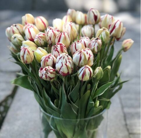Tulips Carnaval de Nice 1 Flower delivery