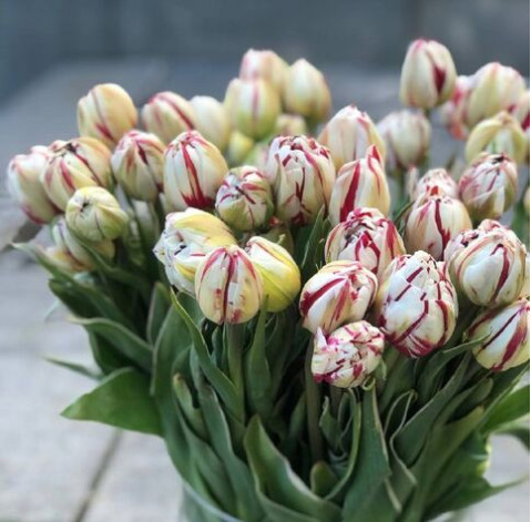 Tulips Carnaval de Nice 2 Flower delivery